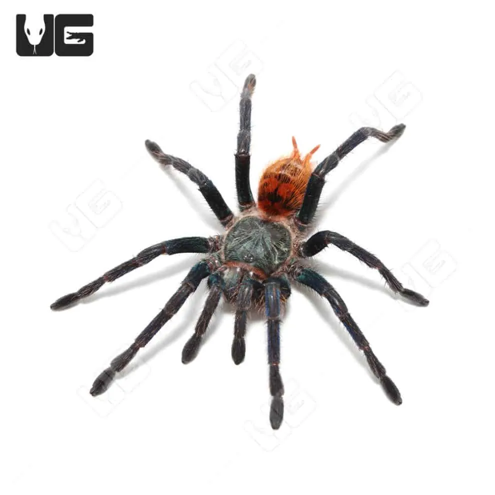 19143 columbian blue bottle tarantula housing