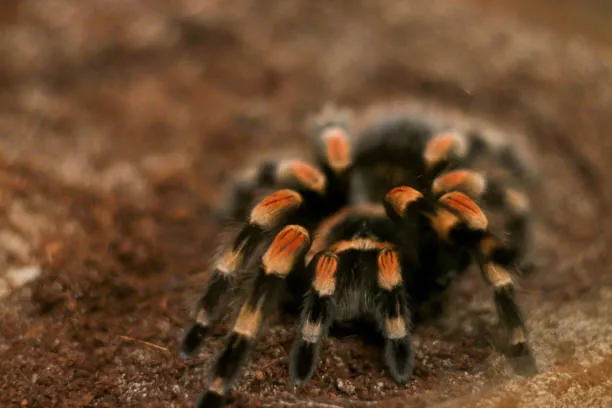 19145 tarantula face overview