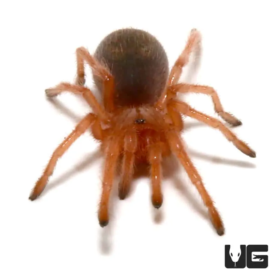 19146 chilean rose tarantula burrow