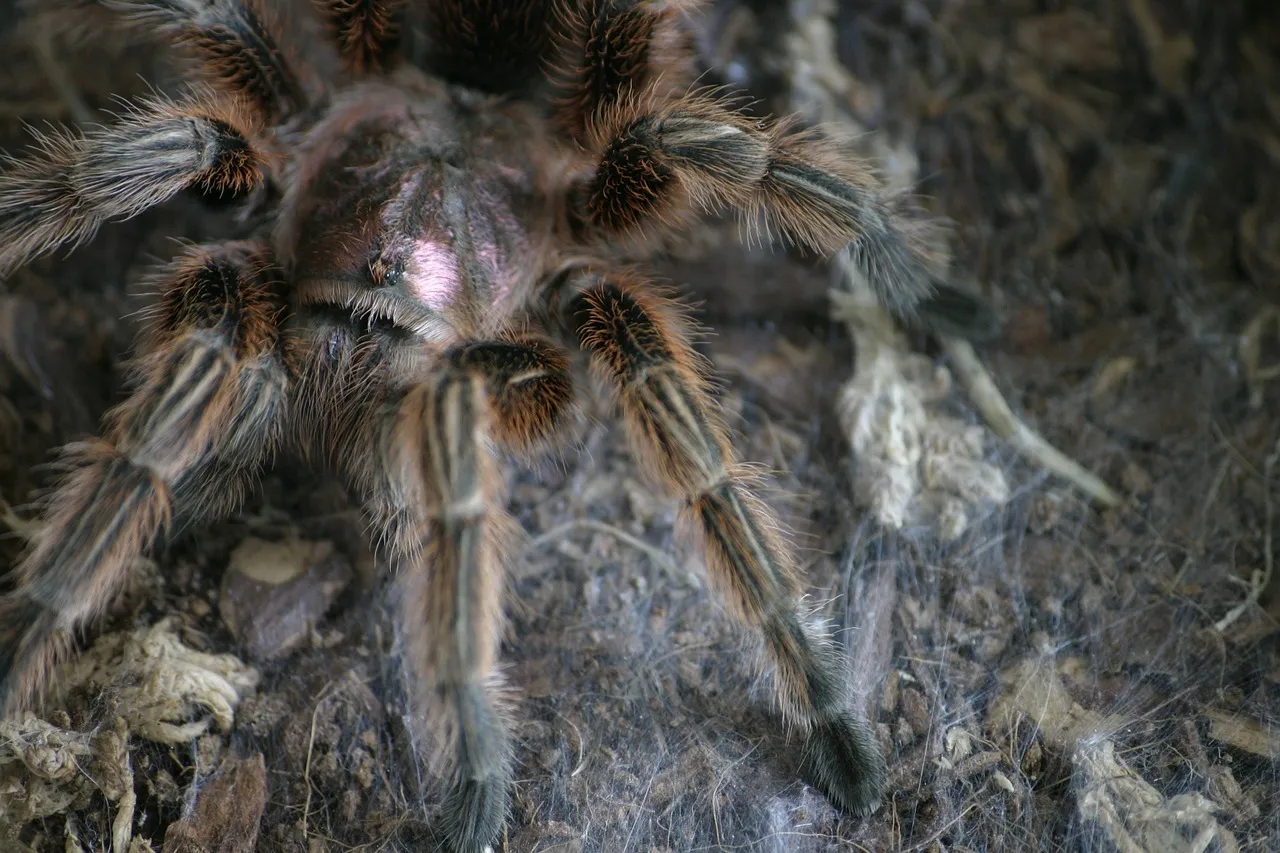 /img/19146-chilean-rose-tarantula-conservation.webp