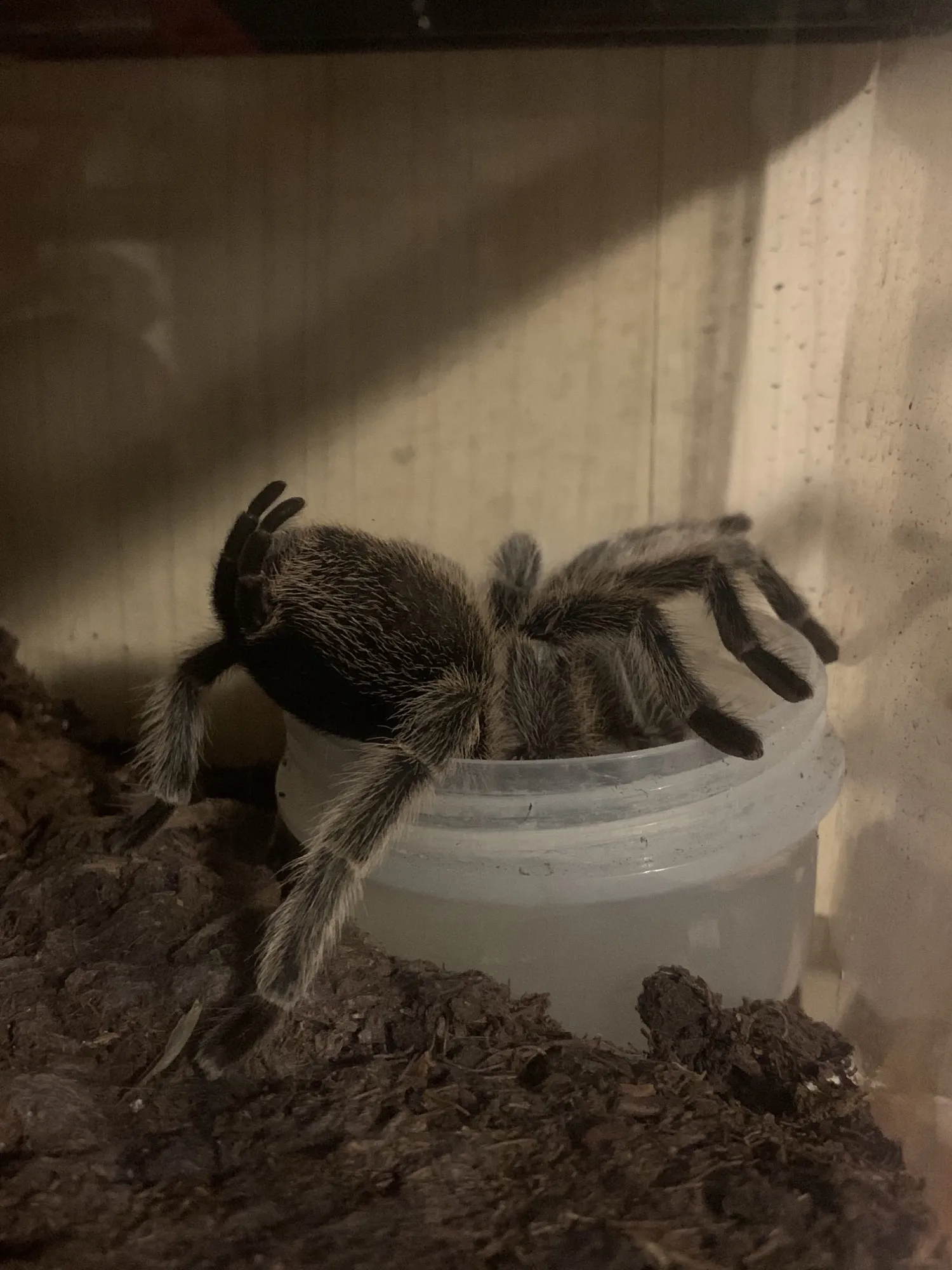 19147 female rose hair tarantula