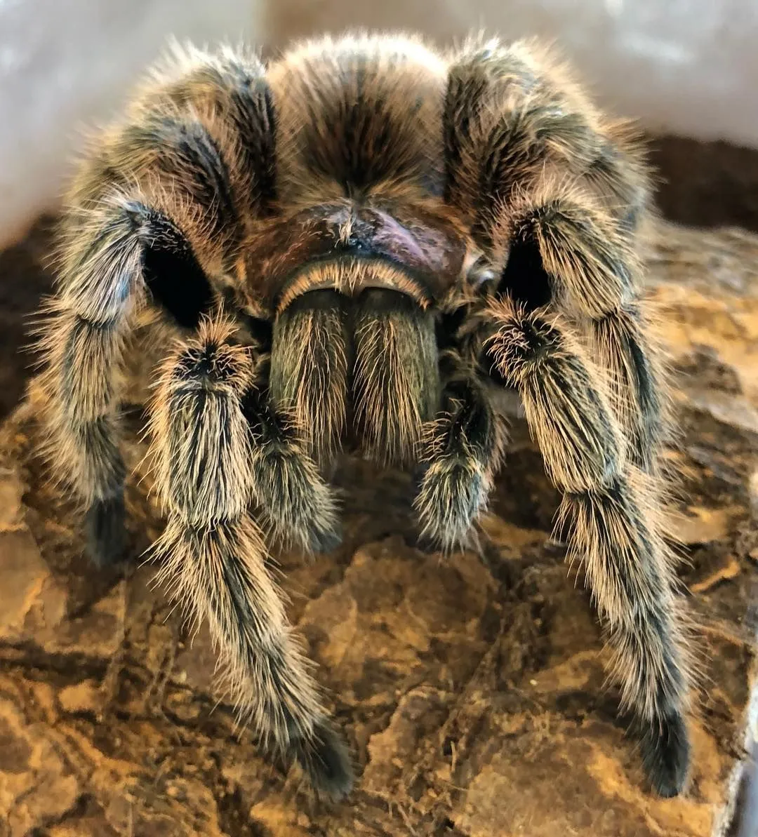 19147 male rose hair tarantula