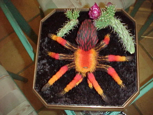 19152 tarantula eating