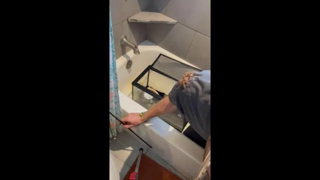 19152 tarantula in nature