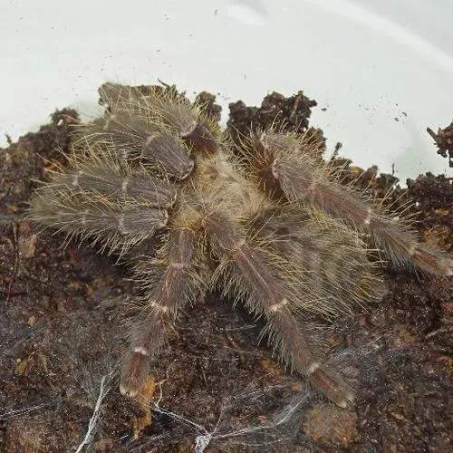 19153 feeding tarantula