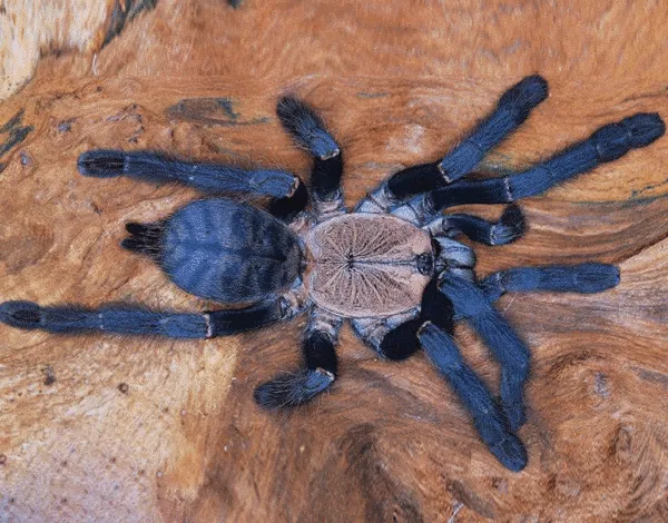 19153 handling tarantula