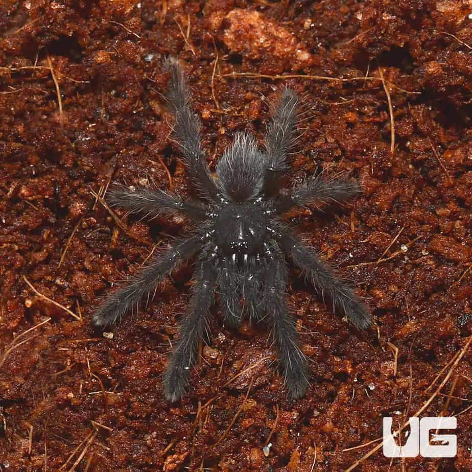 19153 healthy tarantula