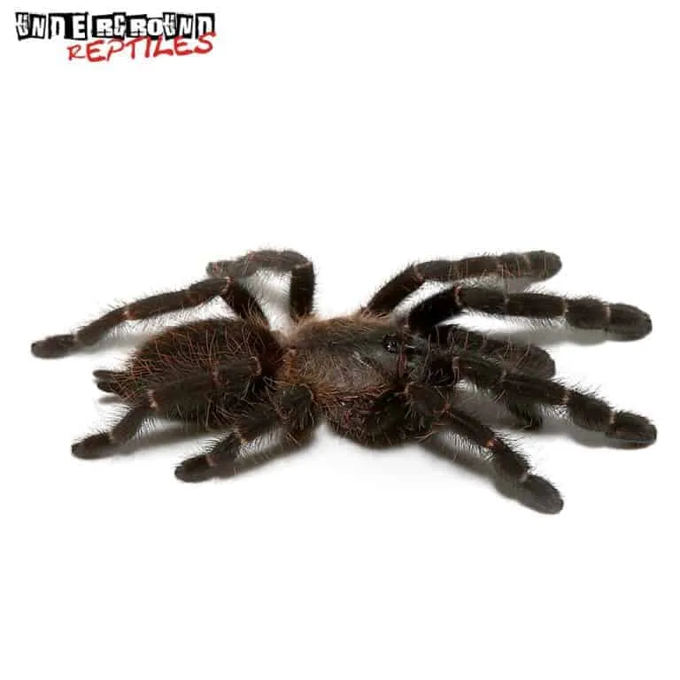 19153 purple earth tiger tarantula for sale