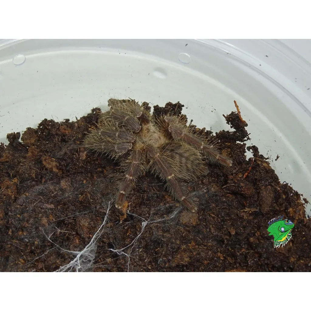 /img/19153-tarantula-illness.webp