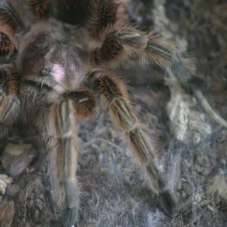 /img/19155-chilean-rose-tarantula-cleaning.webp