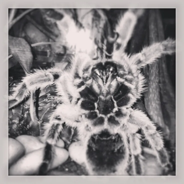 19155 chilean rose tarantula heating