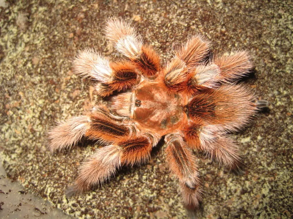 19155 chilean rose tarantula temperature humidity