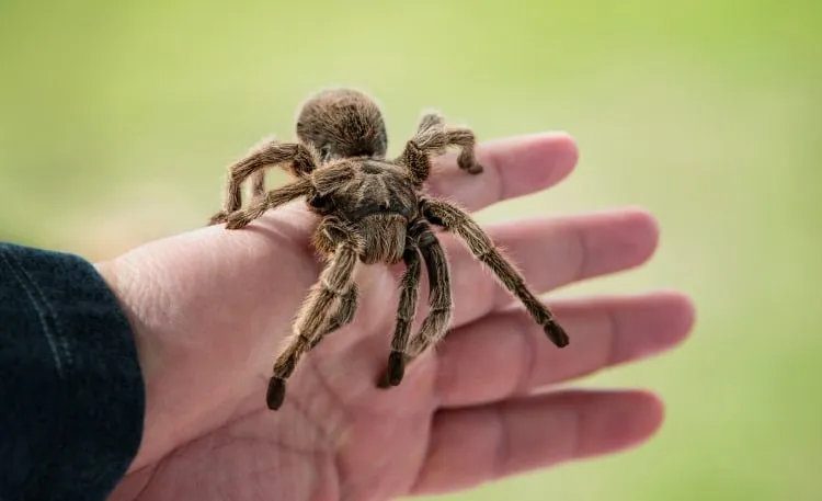 19157 tarantula handling