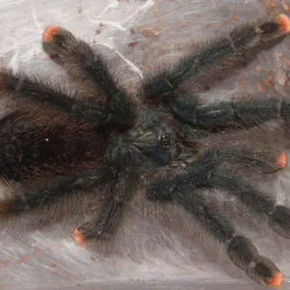 /img/19157-tarantula-species.webp