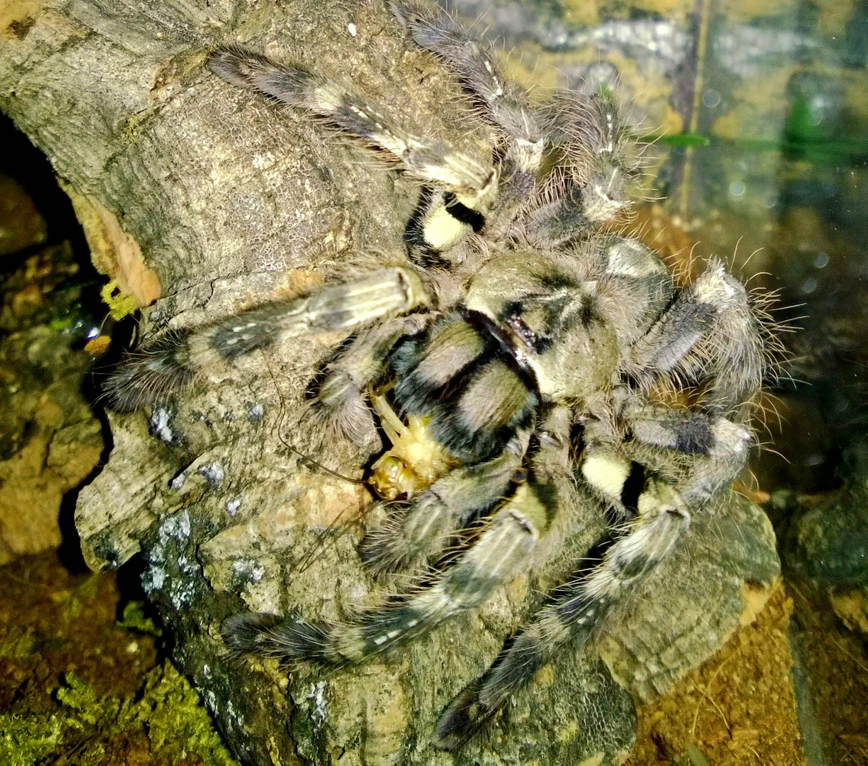19158 gigas tarantula adult