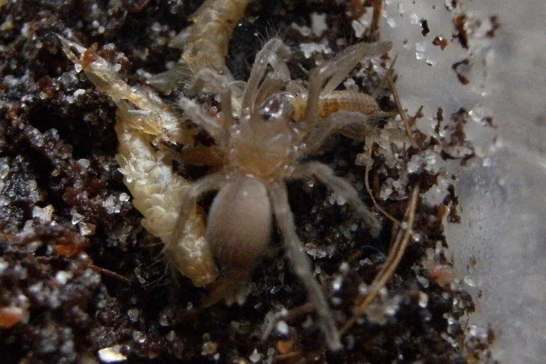 19158 gigas tarantula handling