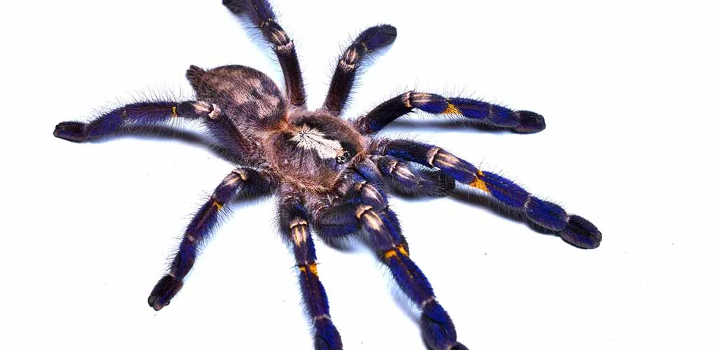 19160 Gooty Sapphire Tarantula