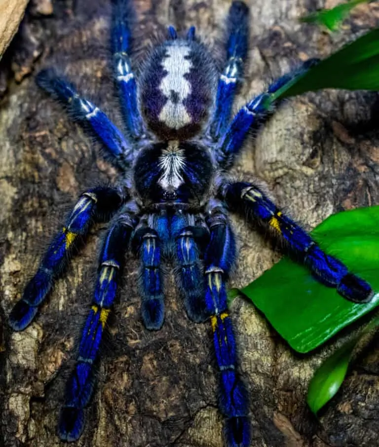 /img/19160-Tarantula-Health-Check.webp