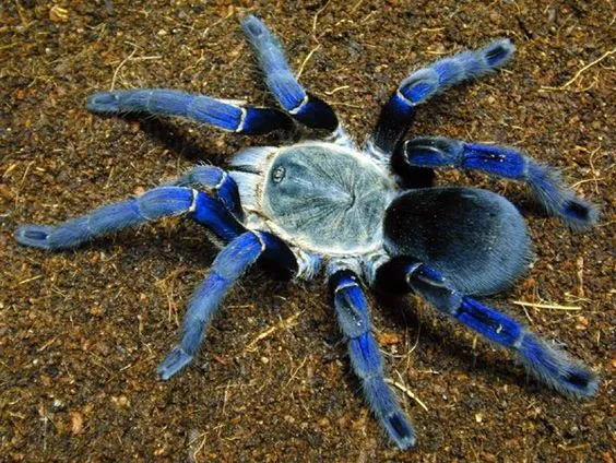 19161 cobalt blue tarantula burrowing
