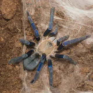 /img/19161-cobalt-blue-tarantula-camouflage.webp