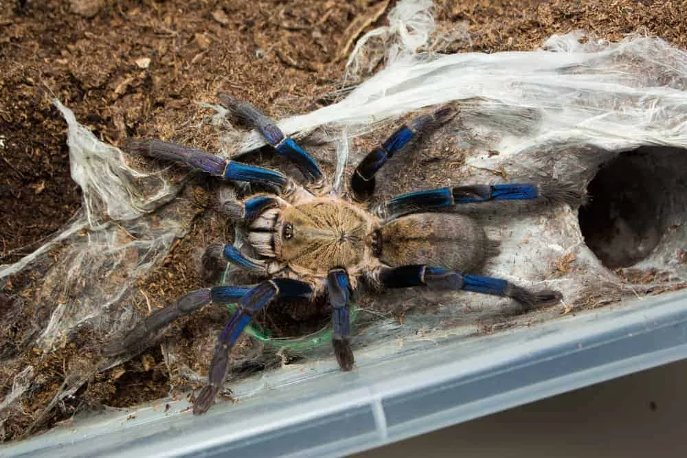19161 cobalt blue tarantula defensive posture