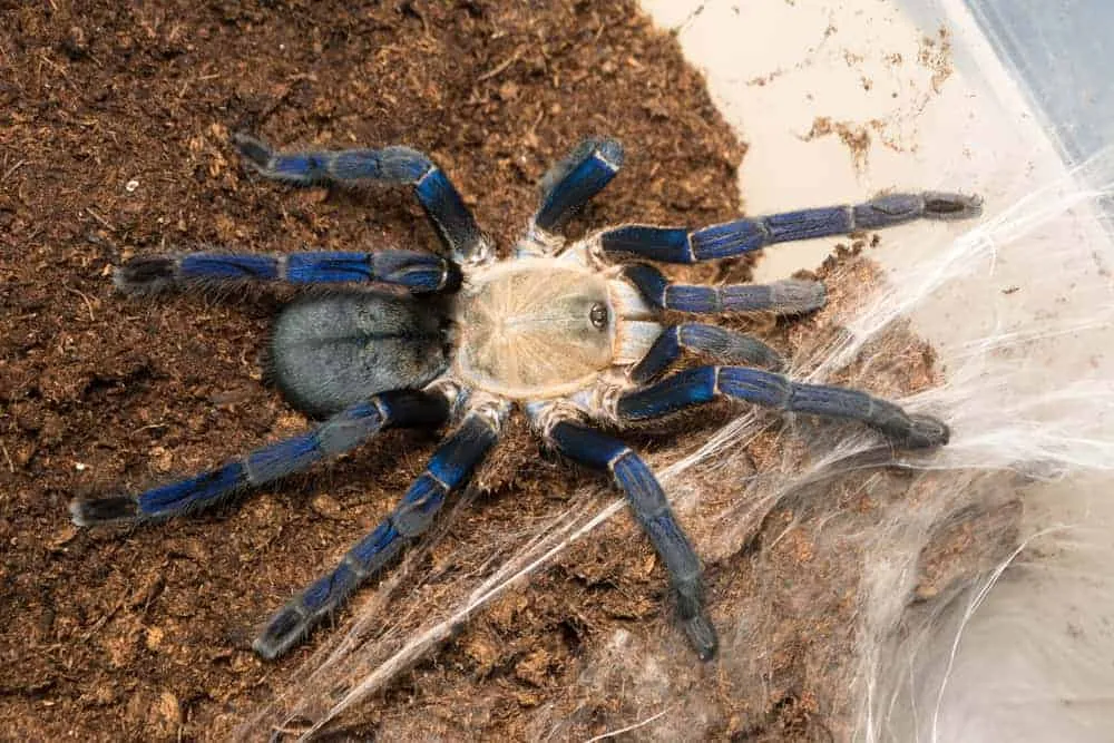 19161 cobalt blue tarantula feeding