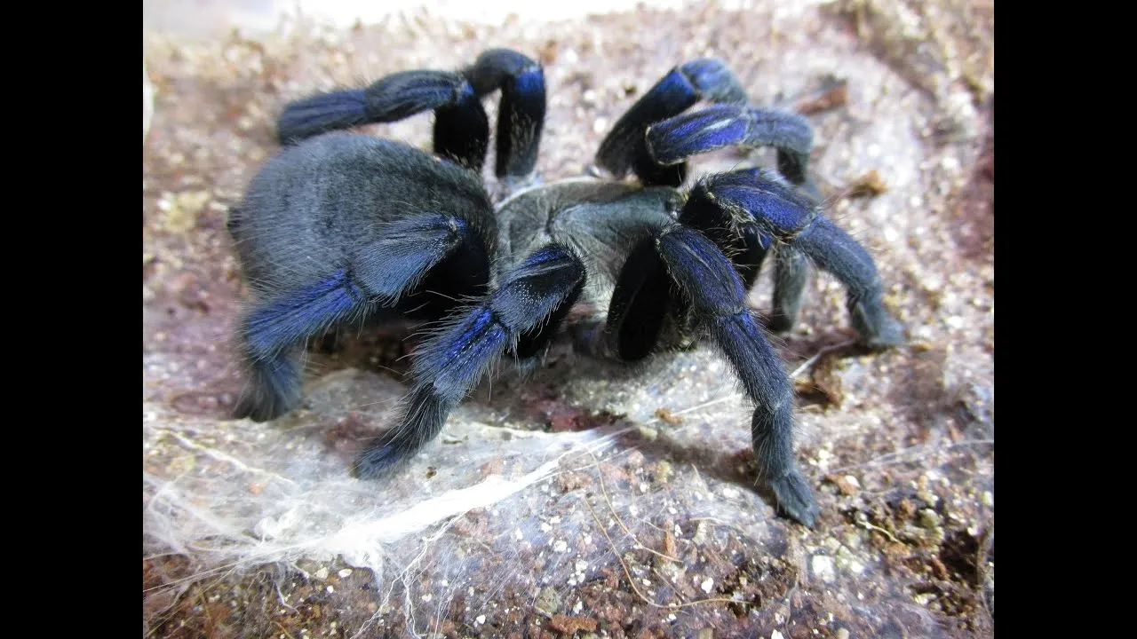 19161 cobalt blue tarantula in habitat