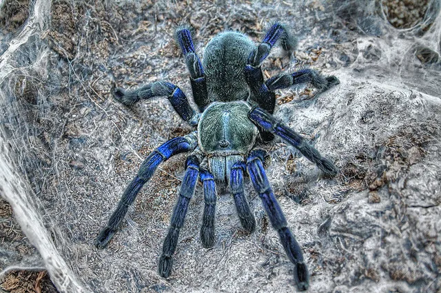 19161 cobalt blue tarantula molting