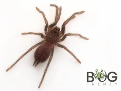 19165 tarantula water