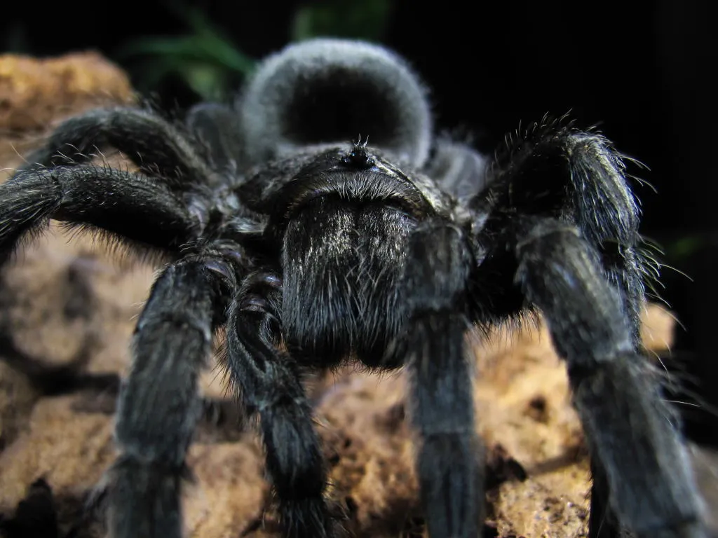 /img/19167-yellow-and-black-tarantula-conservation.webp