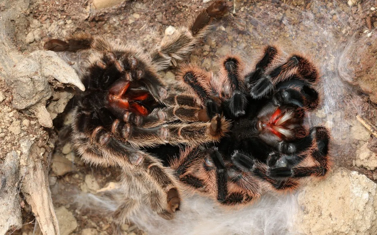 /img/19168-tarantula-environment.webp