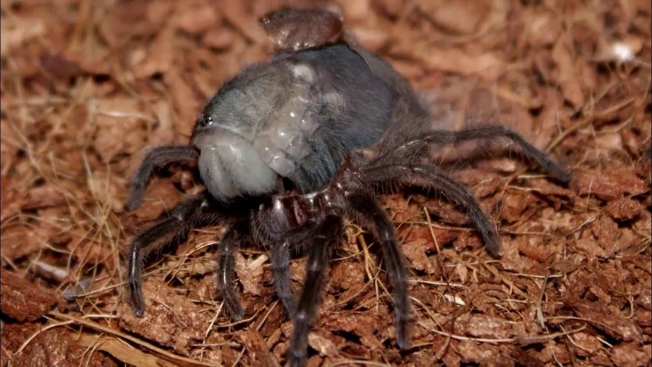 19168 tarantula exoskeleton