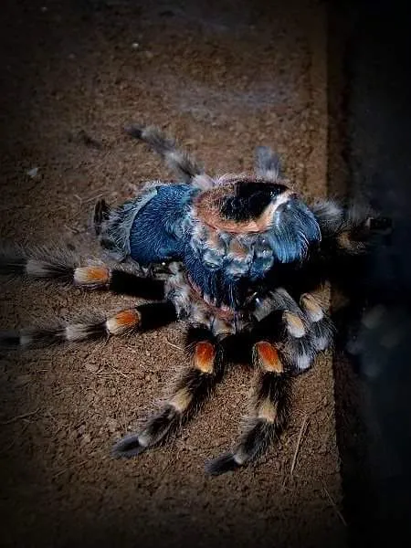 19168 tarantula molting process