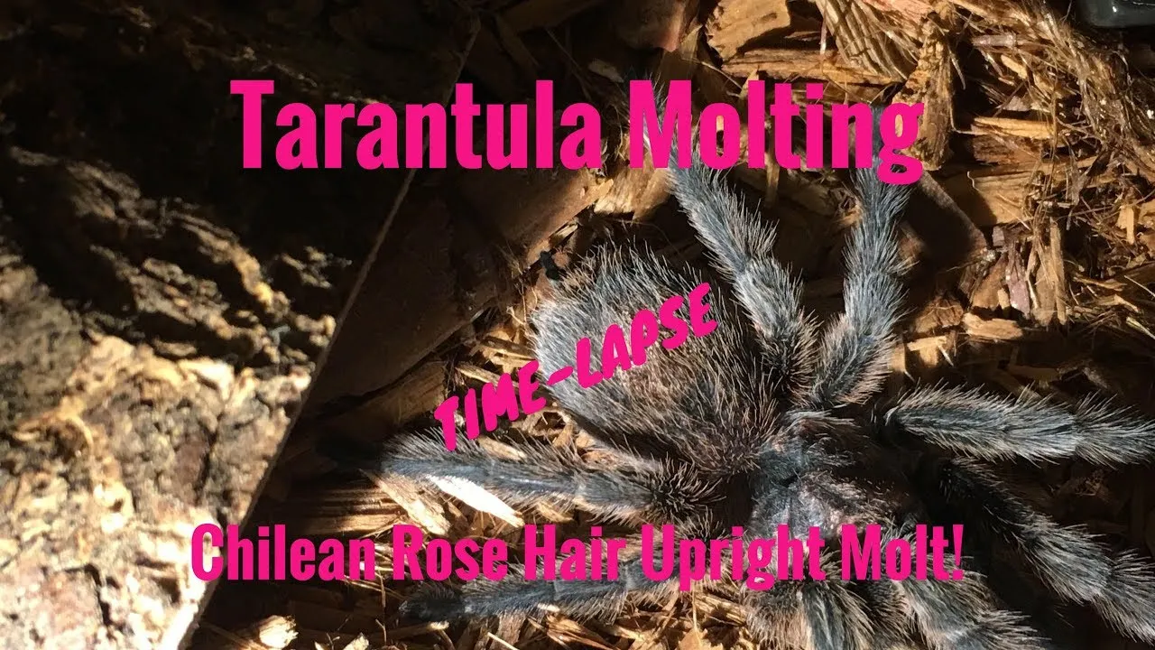 19168 tarantula molting upright 1