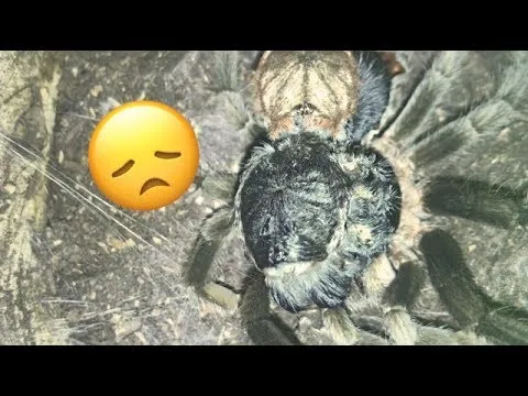 19168 tarantula post molt