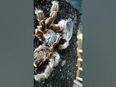 19168 tarantula upright molt