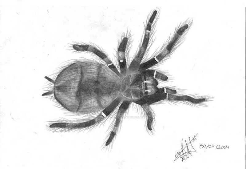 19169 tarantula defense