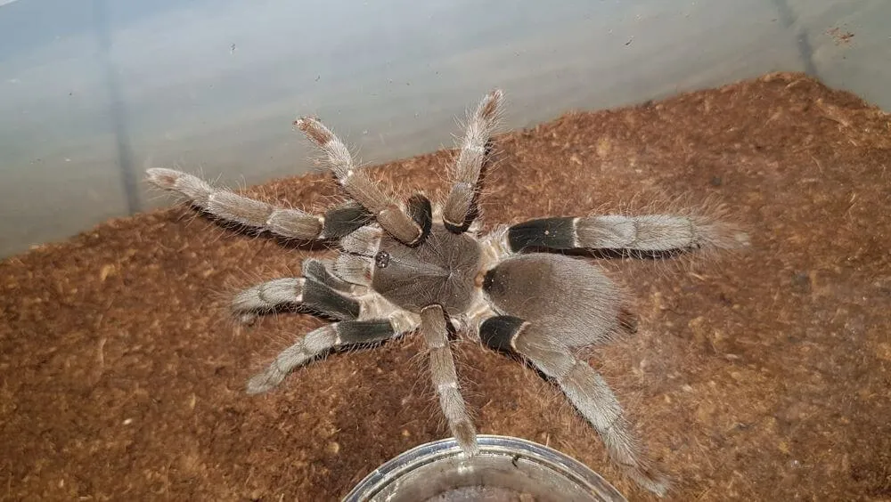 19170 venomous tarantula 1