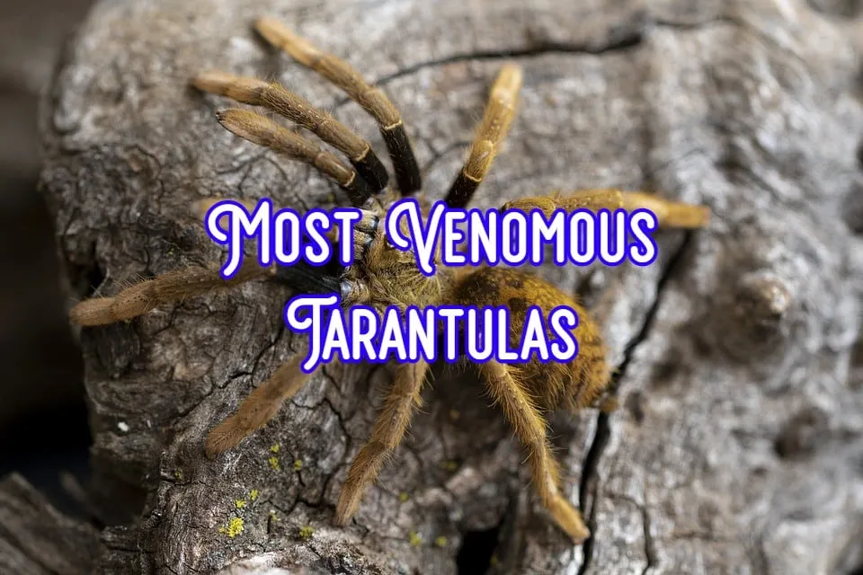 19170 venomous tarantula 2