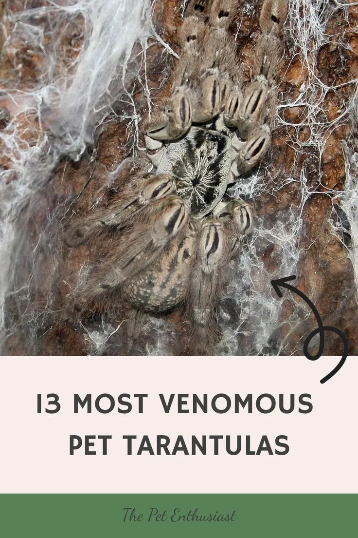 19170 venomous tarantula 6