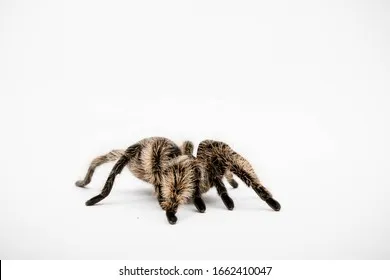 19173 tarantula handling safety