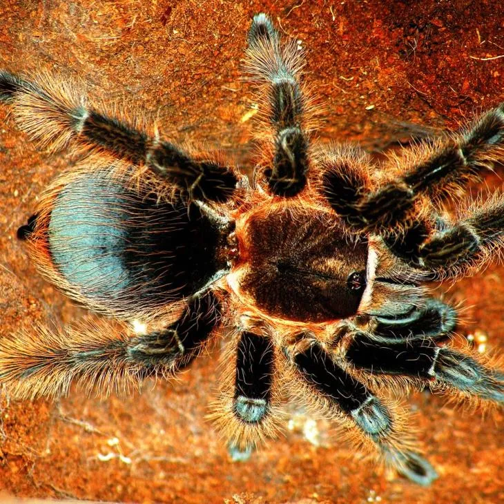 /img/19173-veterinary-care-tarantula.webp