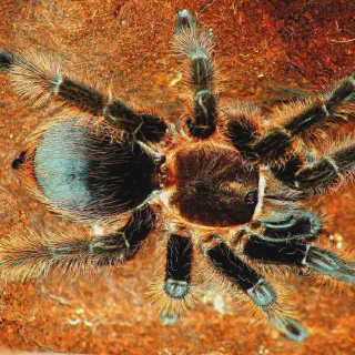 /img/19173-veterinary-care-tarantula.webp