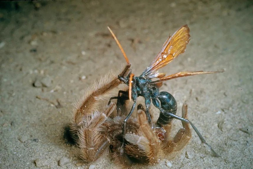 /img/19177-tarantula-hawk-carrying.webp