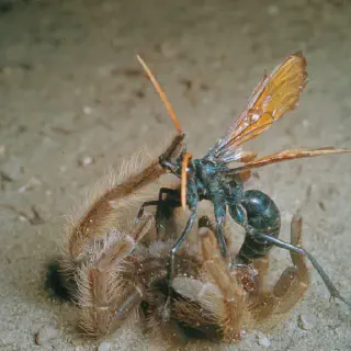 /img/19177-tarantula-hawk-carrying.webp