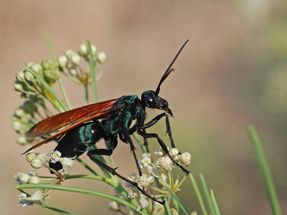 19177 tarantula hawk habitat