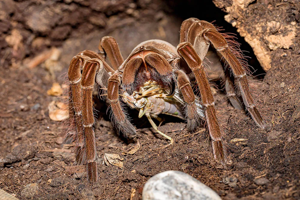 19181 female tarantula aggressive