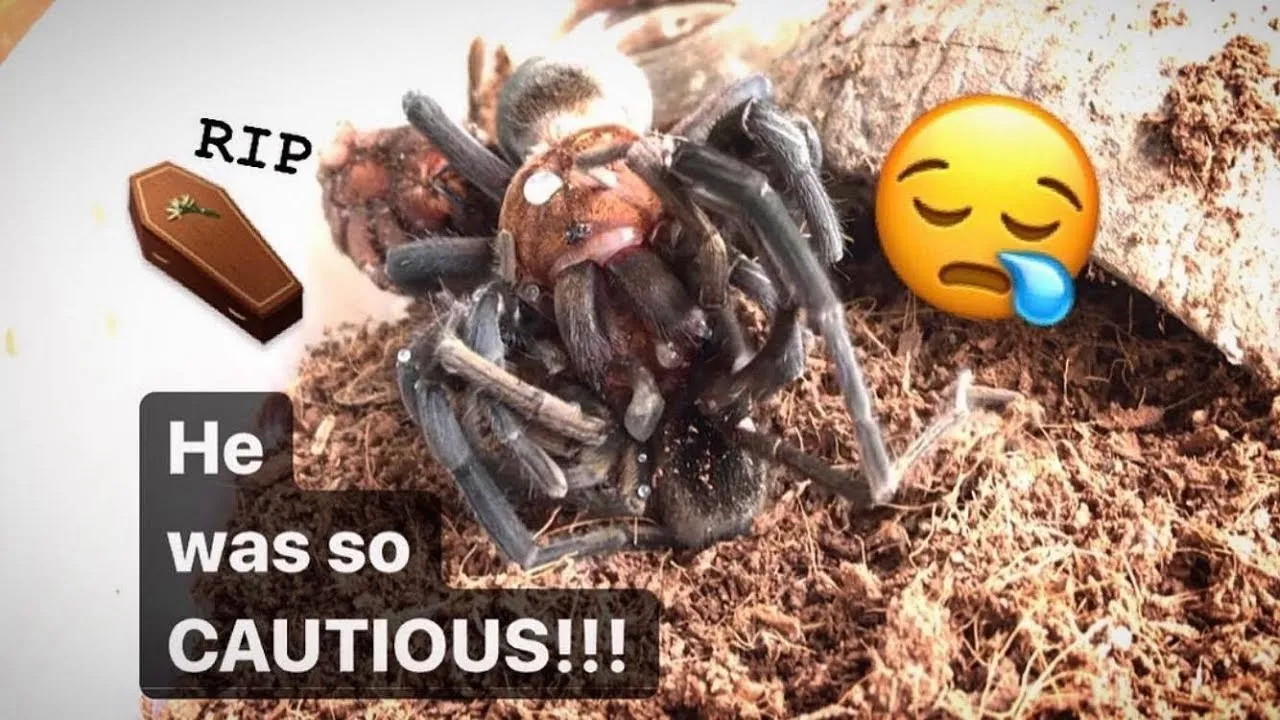 19181 tarantula eating male