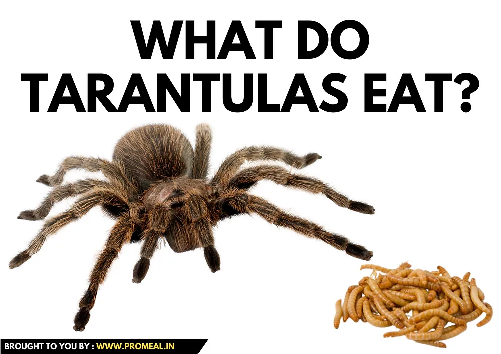 19181 tarantula mating ritual