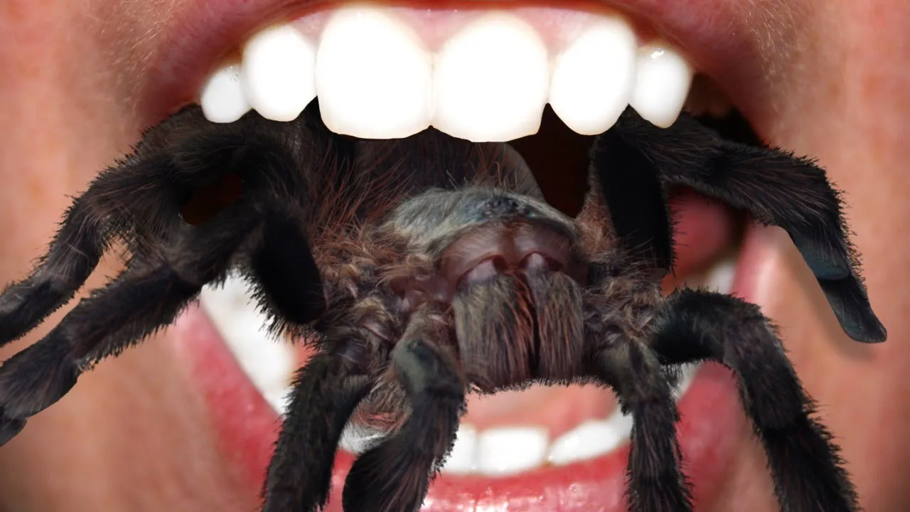 /img/19181-tarantula-species.webp